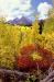L3024 Red and Yellow Maroon Bells<br>