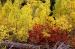 L3025 ColoradoRed and Yellow Fall<br>