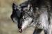 M60114 Black Wolf<br>