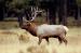 M6008 Elk With Antlers High<br>