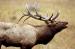 M6011 Bulging Elk<br>