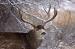 M6012 Mule Deer Buck<br>