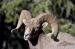 M6013 Big Horn Sheep<br>