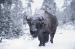 M6015 Winter Bison<br>