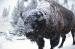 M6016 Winter Bison Close Up<br>