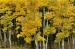 L3016a Colorado Fall Aspens Left<br>