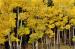 L3016b Colorado Aspens Center<br>