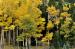 L3016c Colorado Aspens Right<br>
