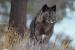 M6017 Proud Black Wolf<br>