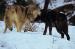 M6018 Wolf Hunting Partners<br>
