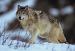 M6019 Cream Wolf in Winter Coat<br>