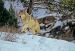 M6020 Cream Wolf Running Through Snow<br>
