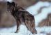 M6026 Black Wolf Looking Back<br>