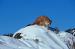 M6021Mountain Lion Morning Decent<br>