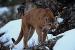 M6022 Mountain Lion Walking Quietly<br>