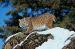 M6023 Bobcat King of the Rock<br>