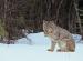 M6024 Canadian Lynx Cleaning Paw<br>