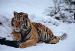 M6025 Siberian Tiger Taking It Easy<br>