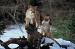 M6027 Mountain Lion Twin Kittens<br>