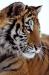 MC6042 Siberian Tiger Portrait<br>