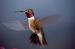B2005 Broad-tailed Humming Bird <br>