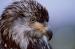 BE5002 Young Eagle Portrait<br>