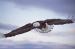 BE5006 Gliding Eagle<br>
