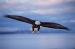BE5009 Full Wing Span<br>