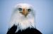 BE5019 Eagle Eyes<br>