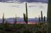 L3004 Sunset at Saguaro National Park<br>