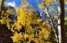 L3013 Maroon Bells Through Yellow Aspens<br>