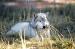 M6004 Resting Wolf<br>