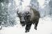 M6005 Winter Bison<br>