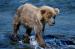 MB4005 Bear Cub<br>
