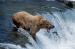 MB4007 Catching Lunch<br>