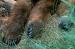 MB4011 Bear Claws<br>