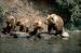 MB4018 Triplet Fisher Bear Family<br>