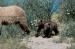 MB4021 Twin Cubs Following Mom<br>